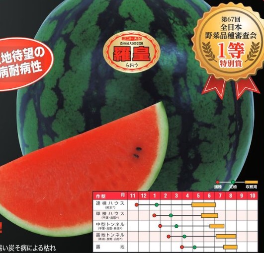 楽天市場】スイカ 種 羅皇Z 【200粒】 ナント種苗 すいか 家庭菜園