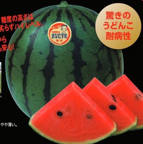 楽天市場】スイカ 種 羅皇Z 【200粒】 ナント種苗 すいか 家庭菜園