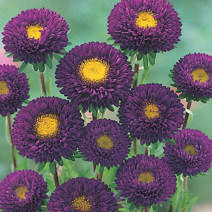 楽天市場】【花終わり】【選べる3色】宿根アスター 一重咲き苗（矮性種