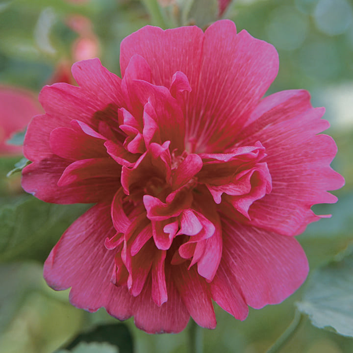 花 種 アルセア スプリングセレブリティーズカーマインローズ タキイ種苗 プロ向け 家庭菜園 営利用 花のある暮らし 大量 生産 フラワー｜良い種 良い苗 良い園芸のお店plum