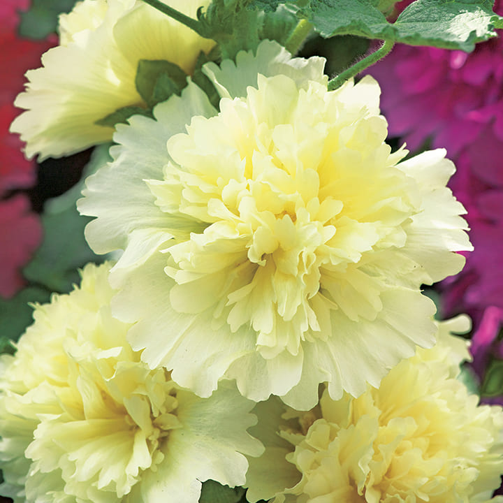 花 種 アルセア スプリングセレブリティーズレモン タキイ種苗 プロ向け 家庭菜園 営利用 花のある暮らし 大量 生産 フラワー|良い種 良い苗 良い園芸のお店plum