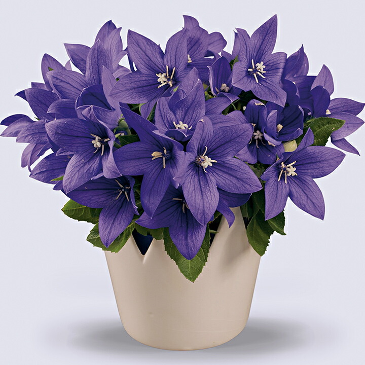 楽天市場】花 種 桔梗 F1ポップスターピンク タキイ種苗 プロ向け 家庭