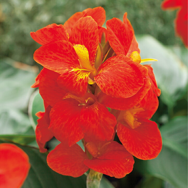 楽天市場】花 種 カンナ F1サウスパシフィックオレンジ タキイ種苗