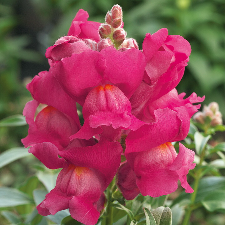 楽天市場】花 種 金魚草 F1レジェピンクソーダ タキイ種苗 プロ向け