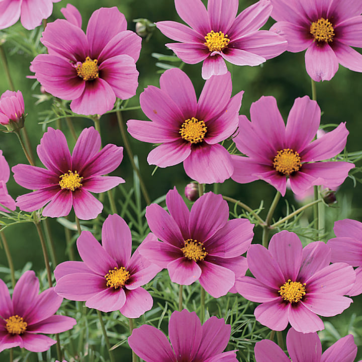 楽天市場】花 種 コスモス センセーション混合 タキイ種苗 プロ向け