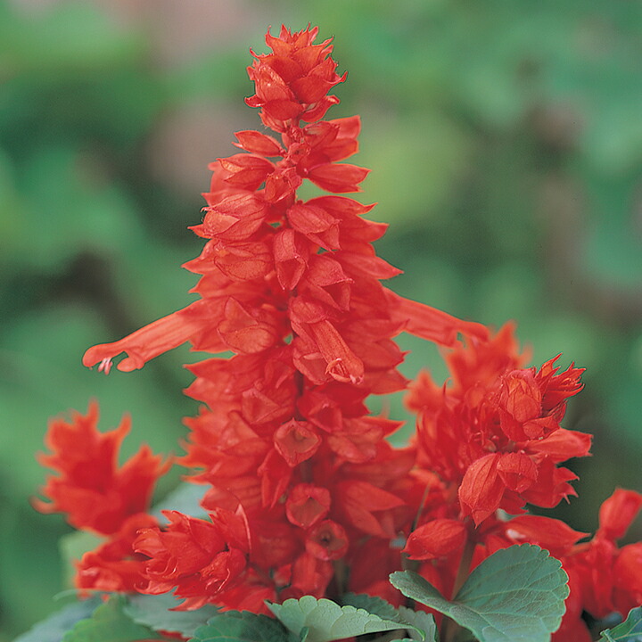 花 種 サルビア フラメンコレッド タキイ種苗 プロ向け 家庭菜園 営利用 花のある暮らし 大量 生産 フラワー|良い種 良い苗 良い園芸のお店plum