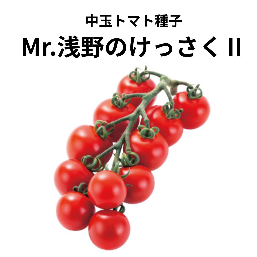 楽天市場】中玉 トマト 種 Mr.浅野のけっさく2 【15粒】 松島交配 渡辺