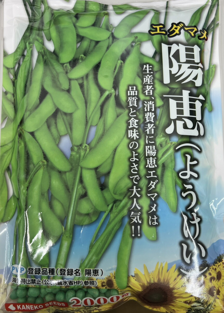 楽天市場】枝豆 陽恵 【100粒】 大袋 営利用 カネコ 種 苗 野菜 タネ