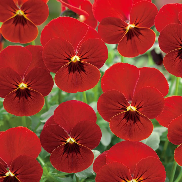 赤褐色 ビオラ本体 楽天市場】ビオラ 種子 ビビ スカーレット 0.2ml（育苗可能本数