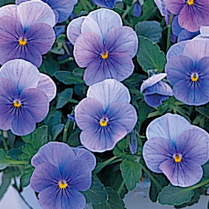 楽天市場】花 種 ビオラ F1ビビオーシャンブルー タキイ種苗 プロ向け