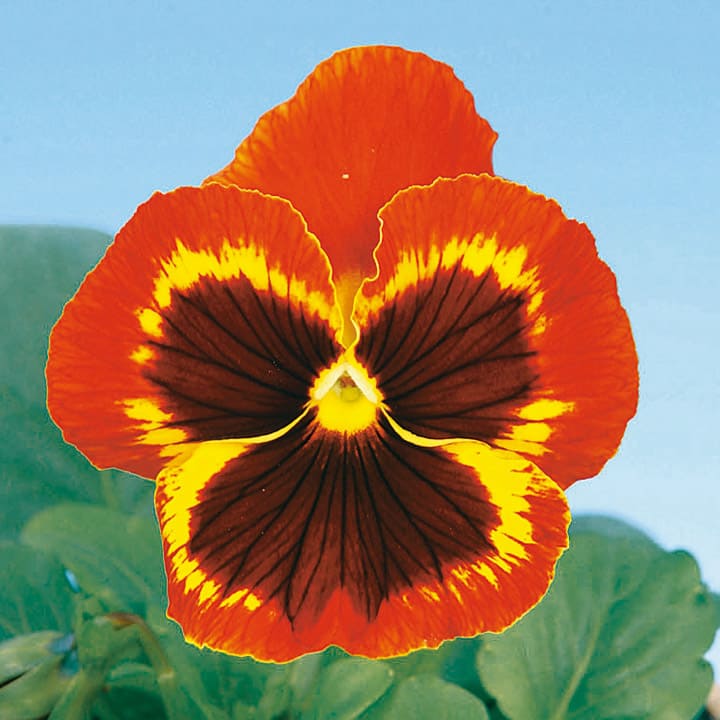 楽天市場】花 種 パンジー F1デルタピンクシェード タキイ種苗 プロ