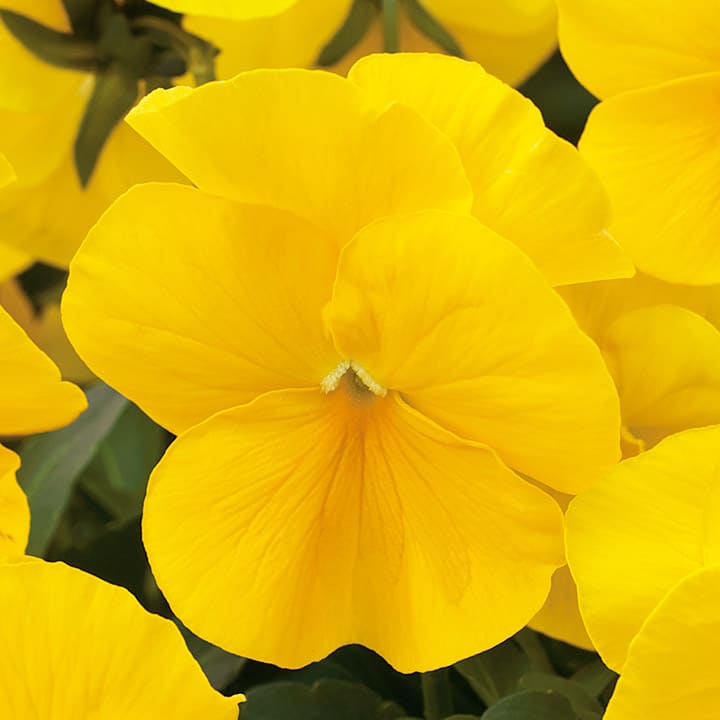 楽天市場】花 種 パンジー F1ナチュレブルーインプ タキイ種苗 プロ