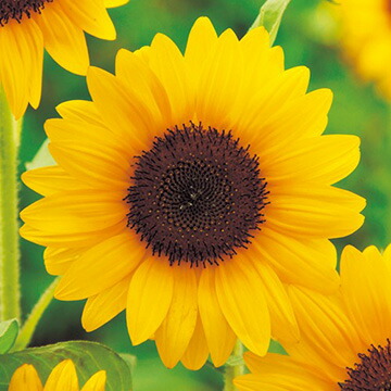 楽天市場】ひまわり種子 タキイ種苗 花の種 サンリッチバレンシア50