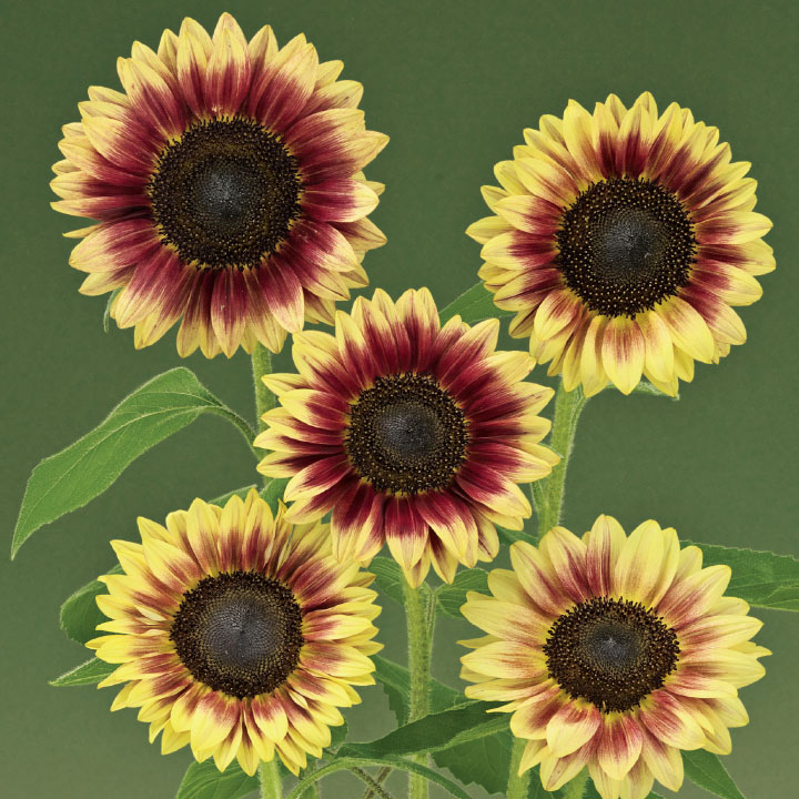 ひわまりさん　専用ページ Amazon.co.jp: 和気産業(Waki Sangyo) TSキャッチ 木製家具