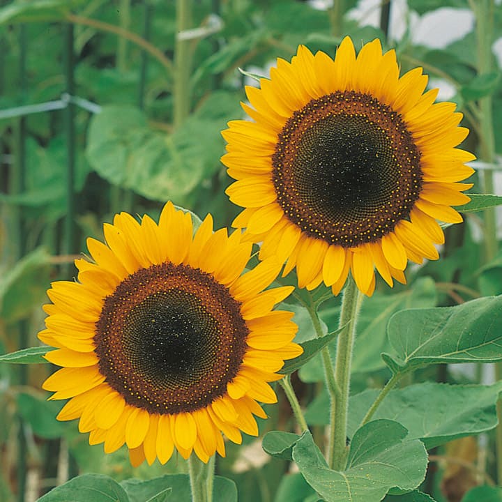 楽天市場】緑肥景観用ひまわり種【 60日ひまわり（夏～秋咲きひまわり