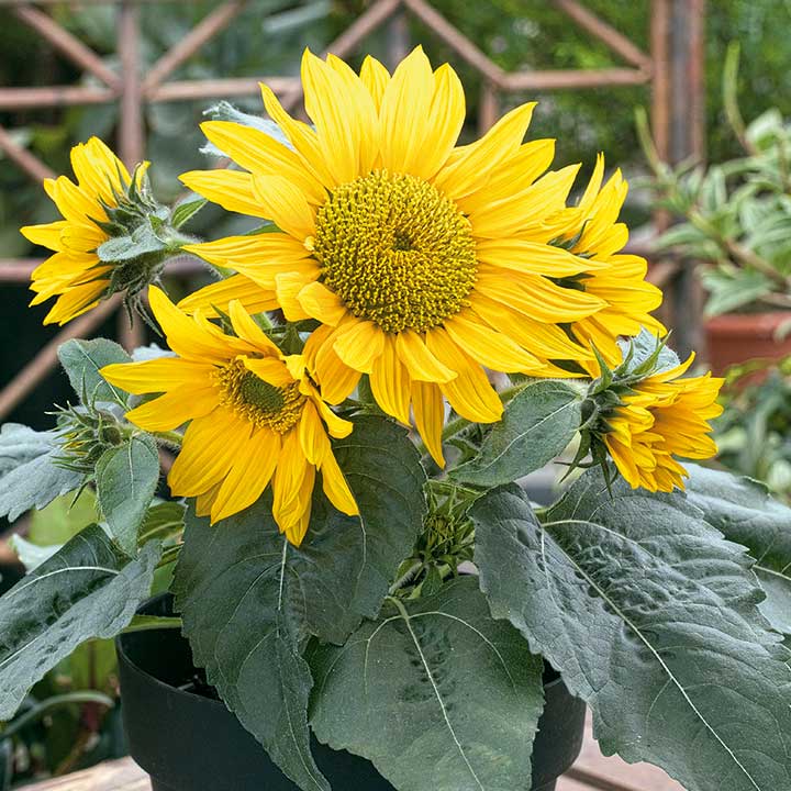 楽天市場】福花園種苗 ひまわり コンサートベル 種子10ml詰 ヒマワリ