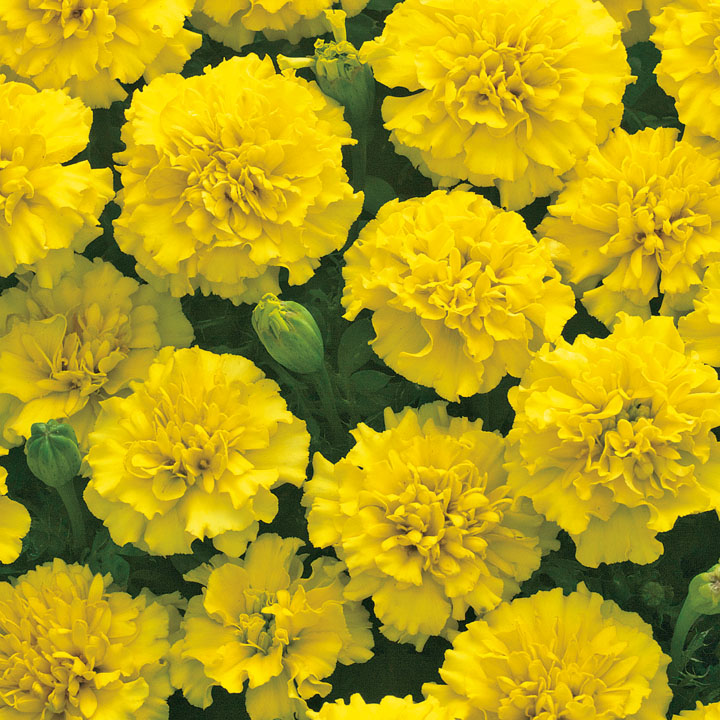 楽天市場】花 種 フレンチマリ ホットパックスプレー タキイ種苗 プロ