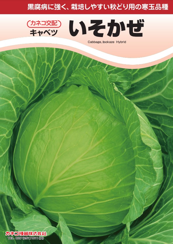 楽天市場】キャベツ 種 KE-739 カネコ 種 苗 種子 畑 品種 たね 送料