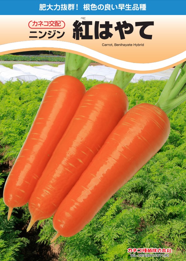 楽天市場】ニンジン 種 紅大星 カネコ 種 苗 種 野菜 プロ向け