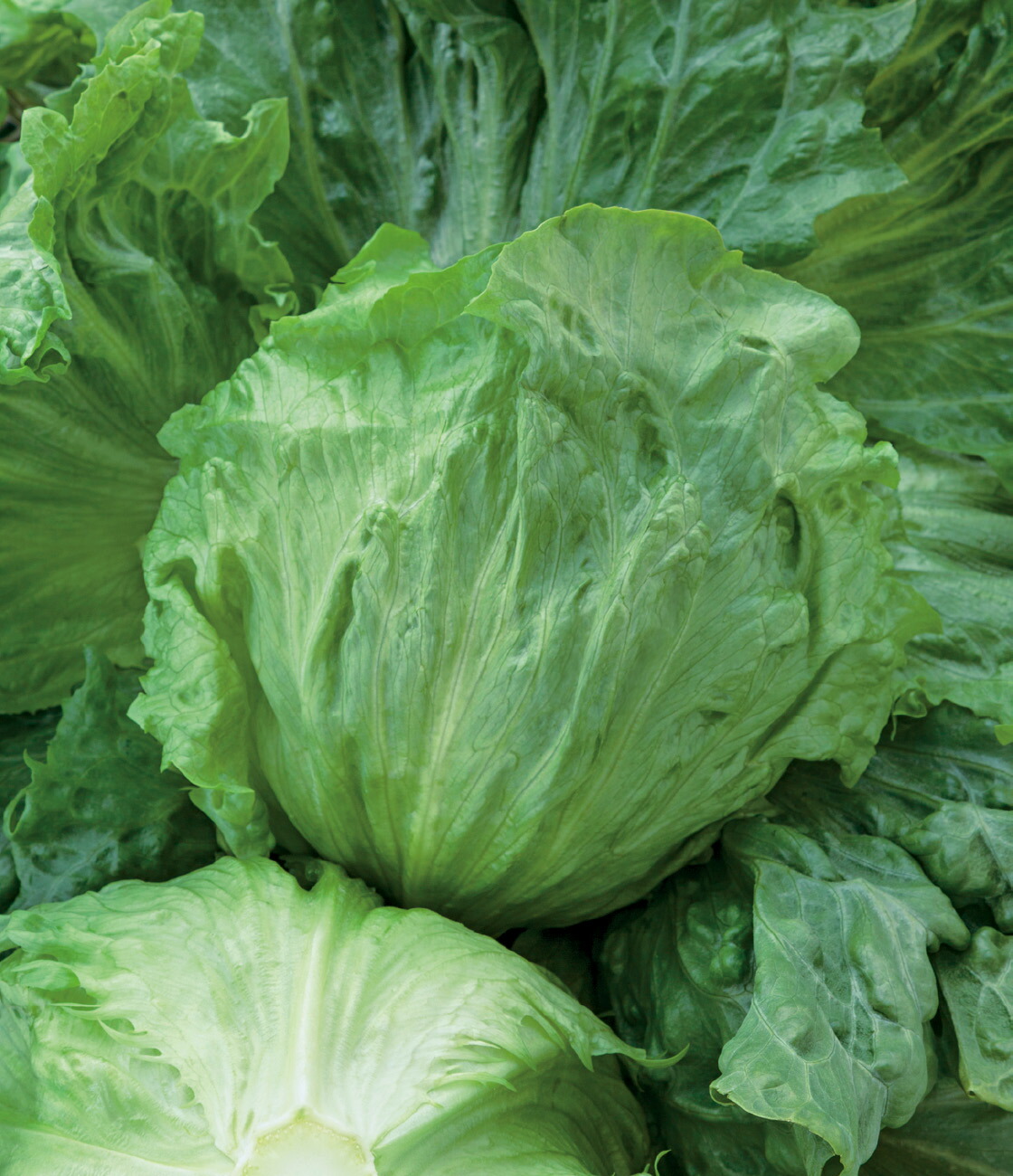 楽天市場】レタス 種 Jブレス タキイ 種苗 家庭菜園 プロ向け 大袋