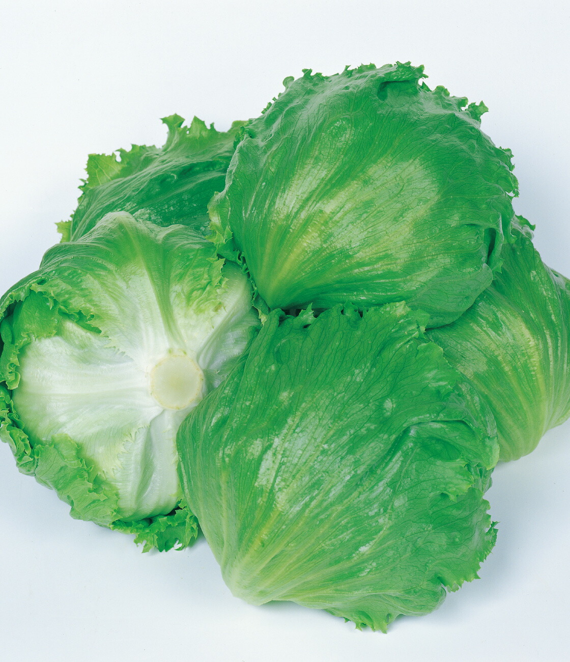 楽天市場】レタス 種 サーマルスター タキイ 種苗 家庭菜園 プロ向け