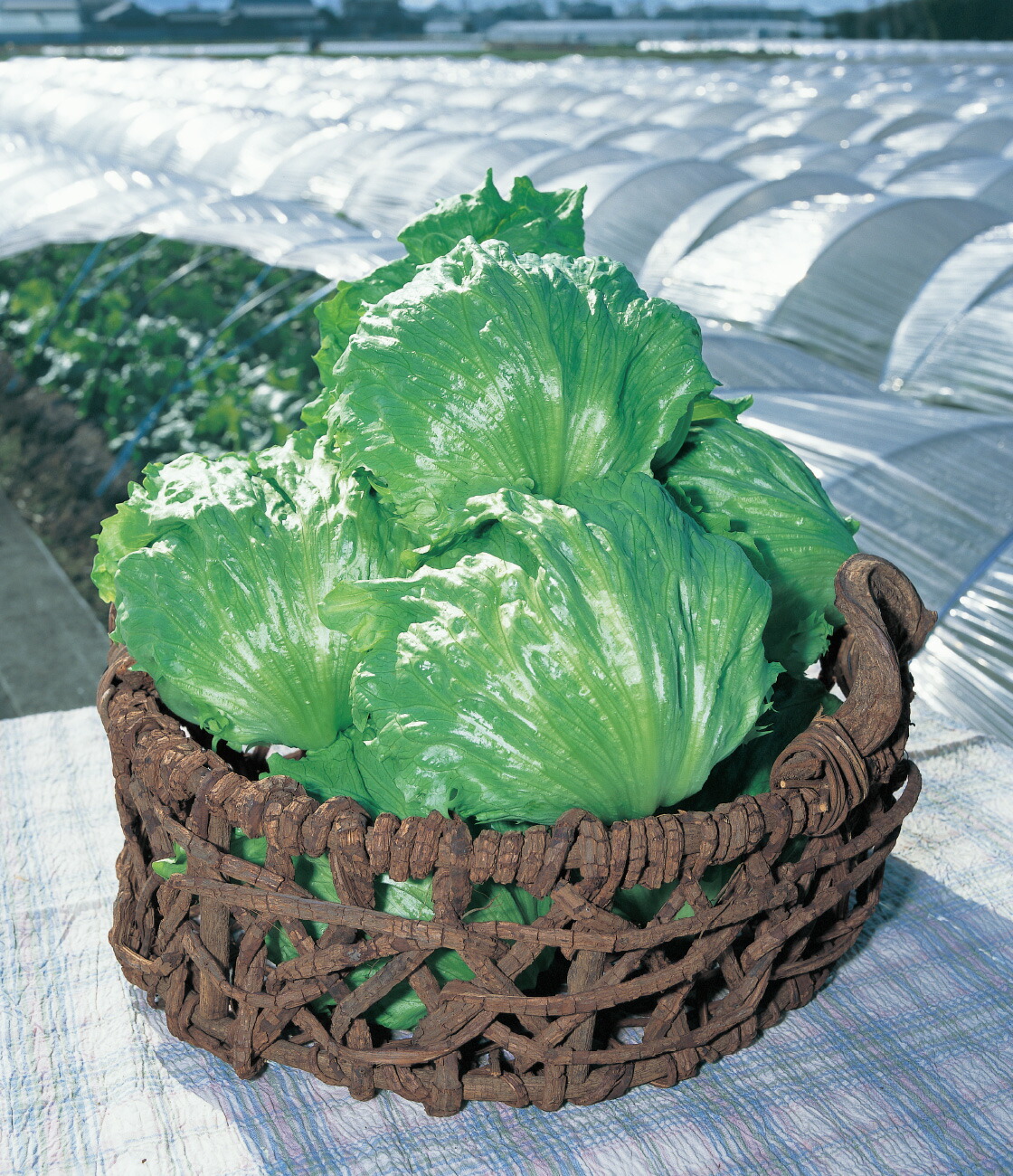 楽天市場】レタス 種 ヒートガイ タキイ 種苗 家庭菜園 プロ向け 大袋