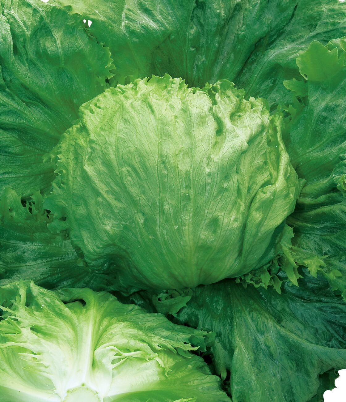 楽天市場】レタス 種 ヒートガイ タキイ 種苗 家庭菜園 プロ向け 大袋