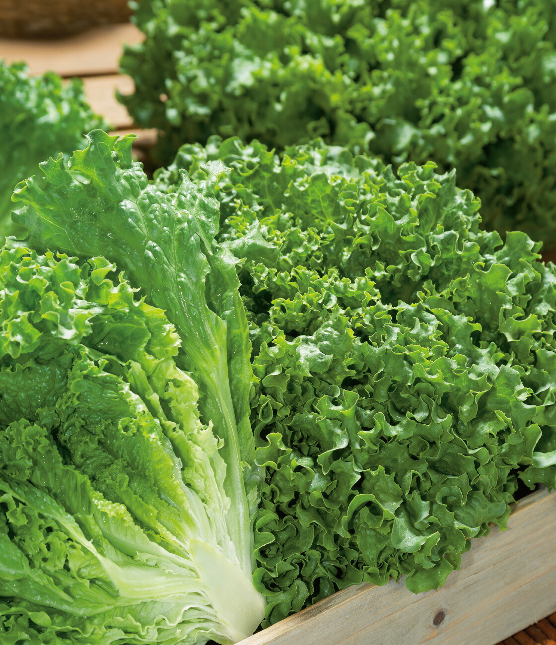 れたす出品 楽天市場】グリーンリーフレタス 種 『グリーンサンバ』 ALE568