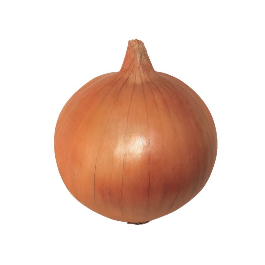 楽天市場】玉ねぎ苗 中生種 50本 品種名O・P黄、O・K黄、ターボなど