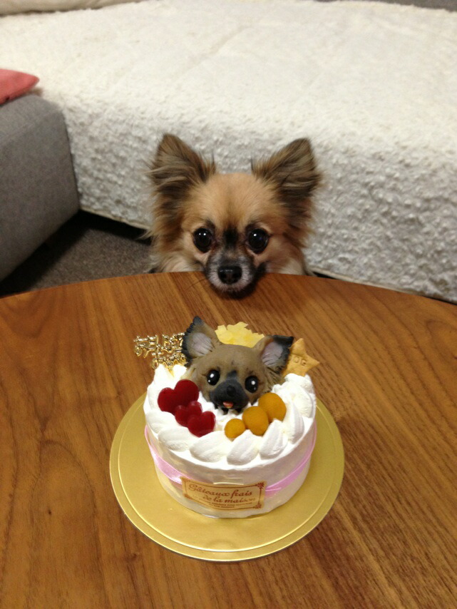 ワンコケーキ フルーツデコレーションケーキ 犬ケーキ 犬用ケーキ 誕生日 ｓ 新作からsaleアイテム等お得な商品満載 ｓ