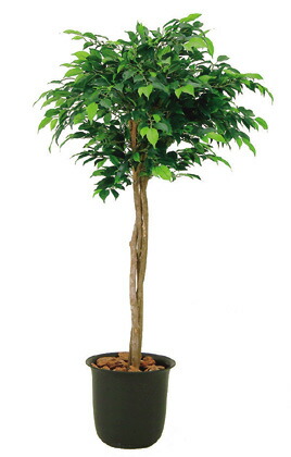 激安ブランド 楽天市場 観葉植物 おしゃれ インテリア ベンジャミントピアリー 高さ14cm リビング リアル オフィス ギフト プレゼント フェイク 開店祝い 新築祝い 光触媒加工 人工観葉樹木 商品型番 059 0008 ガーデン ガーデン 楽天市場店 初回限定