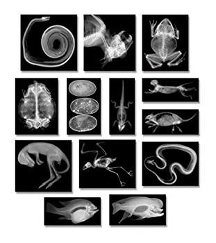 【中古】【輸入品・未使用】Animal X-Rays