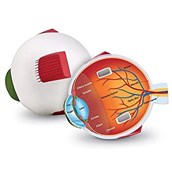 【中古】【輸入品・未使用】ラーニング リソーシズ(Learning Resources) 理科教材 断面模型 眼球 LER1907 正規品