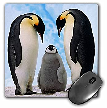 【中古】【輸入品・未使用】3Dローズ 鳥 - 皇帝ペンギン家族 - マウス パッド - マウスパッド - mp_4180_1 (並行輸入)
