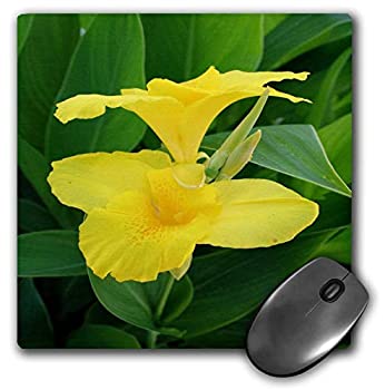【中古】【輸入品・未使用】3dRose Mouse Pad Closeup Tropical Yellow Canna Lily-Large-Flowered and Bright Garden Plant - 8 by 8-Inches (mp_167505_1) [並行輸入品]画像