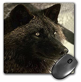 【中古】【輸入品・未使用】3Dローズ 野生動物 ‐ ツンドラオオカミ - マウス パッド - マウスパッド - mp_723_1 (並行輸入)