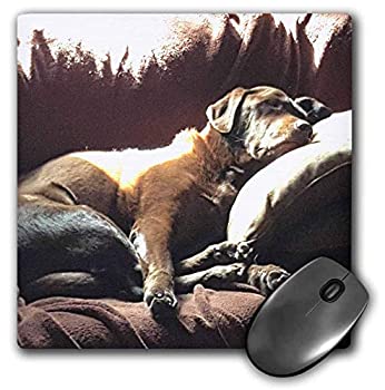 【中古】【輸入品・未使用】3dRose Mouse Pad Lazy Dog Days Sunny Nap Artistic Chocolate Lab Labrador Retreiver - 8 by 8-Inches (mp_300646_1) [並行輸入品]画像