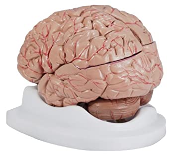 【中古】【39shop】【輸入品・未使用】Budget★Brain with Arteries Model(新古品)|アトリエ絵利奈