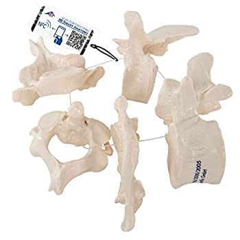 【中古】【輸入品・未使用】3B Scientific A75/1 5 Vertebrae Model