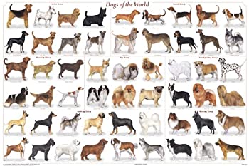 【中古】【輸入品・未使用】世界の犬ポスター