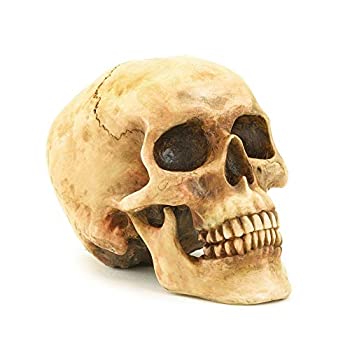 【中古】【39shop】【輸入品・未使用】Grinning★リアルに再現された人間のスカル像 ホーム装飾 6.5x4.25x4.6インチ（新古品）｜アトリエ絵利奈