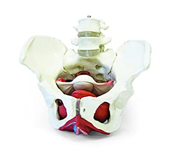 【中古】【輸入品・未使用】臓器、等身大のWalter Products B10216女性骨盤モデル