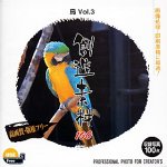 【中古】【未使用】創造素材100 鳥 Vol.3