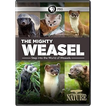 【中古】NATURE: The Mighty Weasel [DVD]