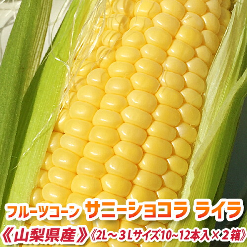 とうもろこし 送料無料 『20～24本』【 朝採り 甘いとうもろこし サニーショコラ ライラ（2L～3Lサイズ10～12本入×2箱＝20～24本入）】 トウモロコシ コーン スイートコーン ヤングコーン 限定販売 贈答用 山梨県産  産地直送 お取り寄せ 産地直送 ※きみひめの後継品種。
