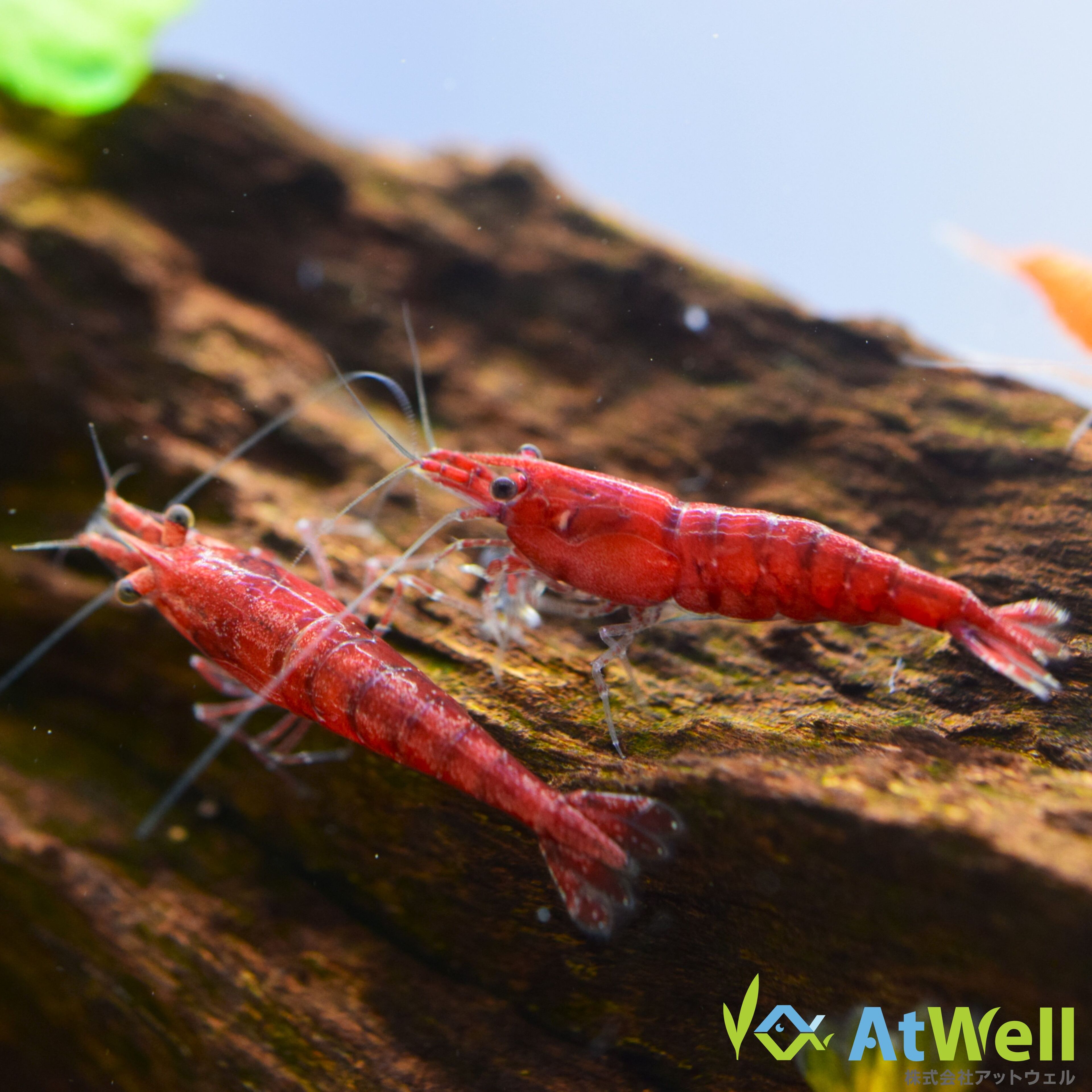 楽天市場】【AtWell】極火蝦（レッドファイアーシュリンプ） 10匹(+1匹
