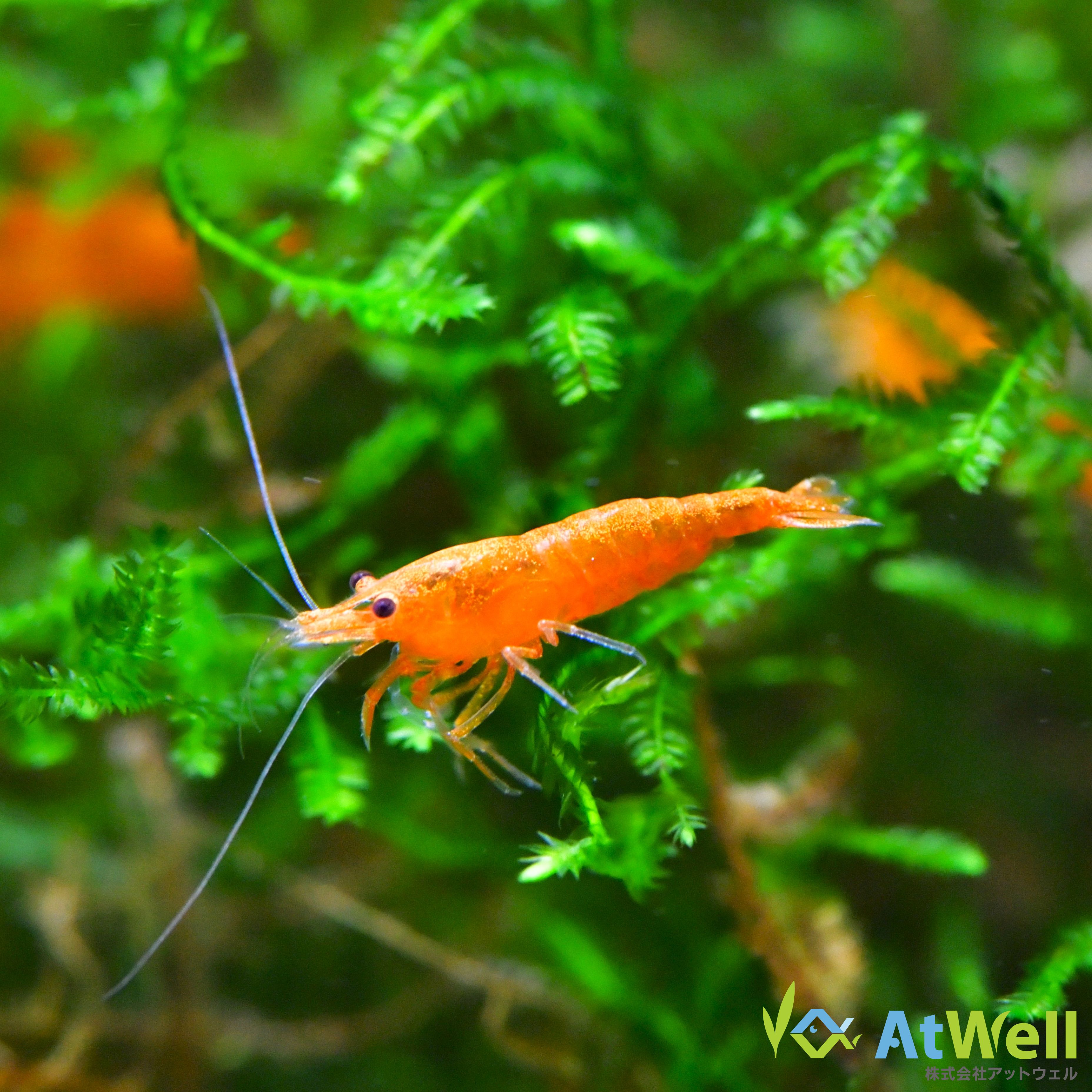 楽天市場】オレンジ チェリーシュリンプ 10匹セット 死着補償＋1匹