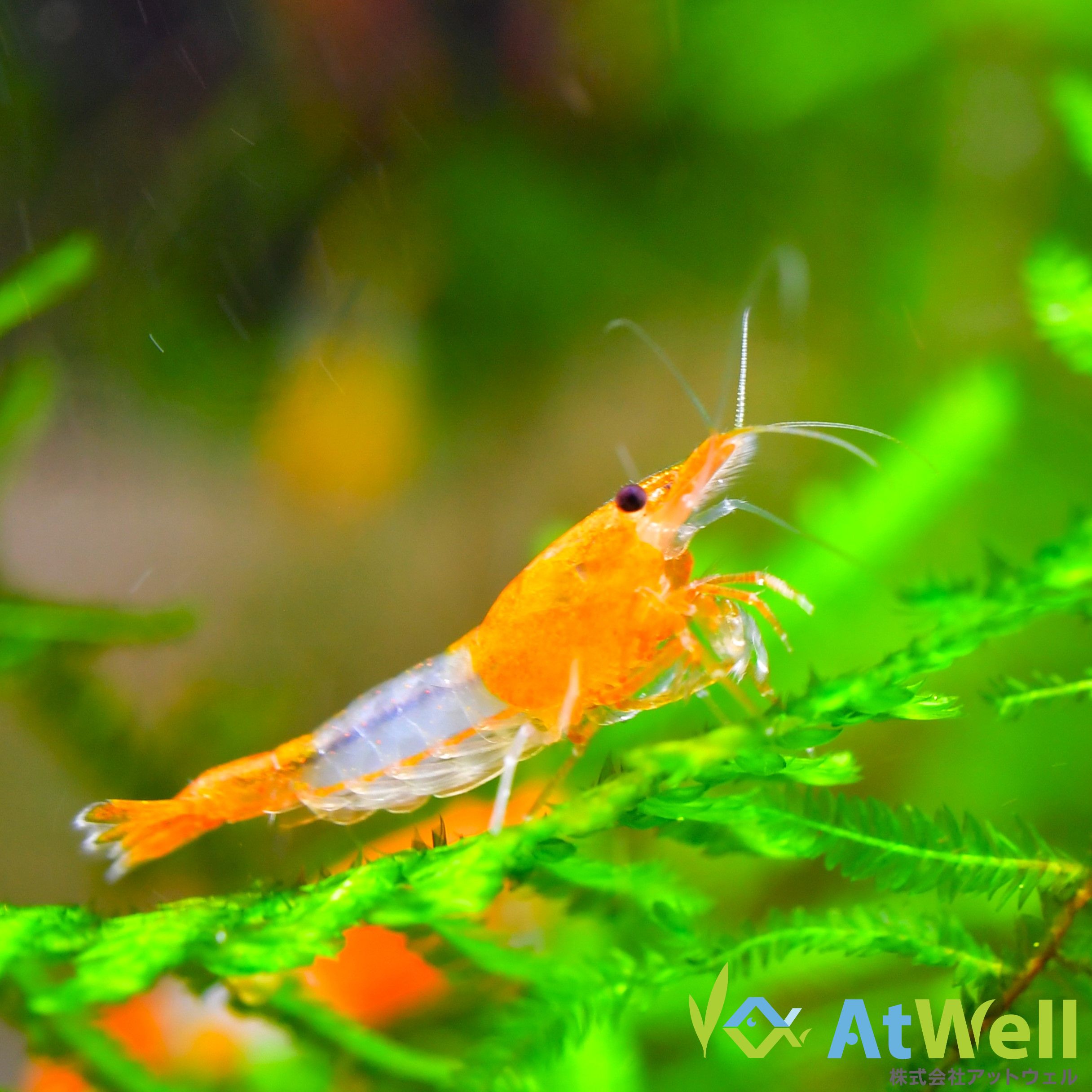 ⑩シェル さざれ オレンジ 染色 楽天市場】シェル さざれ 染の通販 ⑩