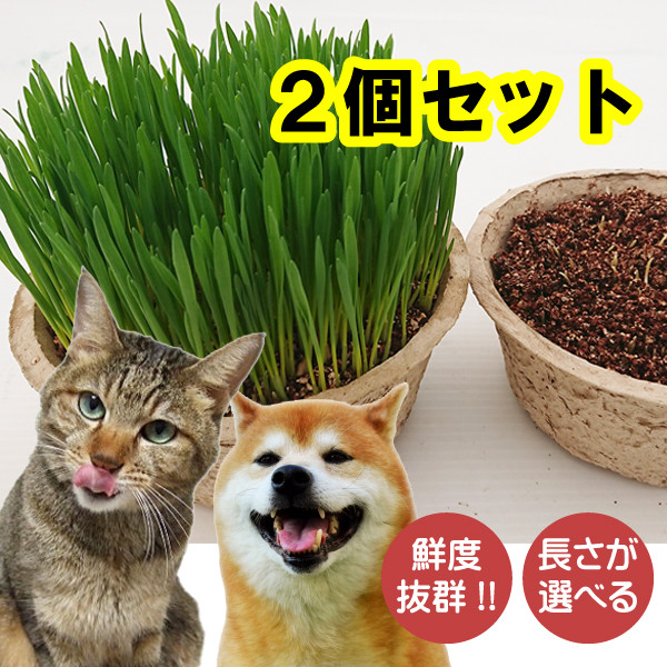 楽天市場 産地直送 猫草２鉢セット 送料無料 沖縄 北海道除く 毛玉ケア 環境エコ商品 鉢直径15 5cm長さが選べるネコ草 ねこ草 猫草 毛玉ケア 栽培済み２鉢セット 年間70万食の実績の犬草 猫草 コンビニ受取対応商品 ８７ｎａｖｉ