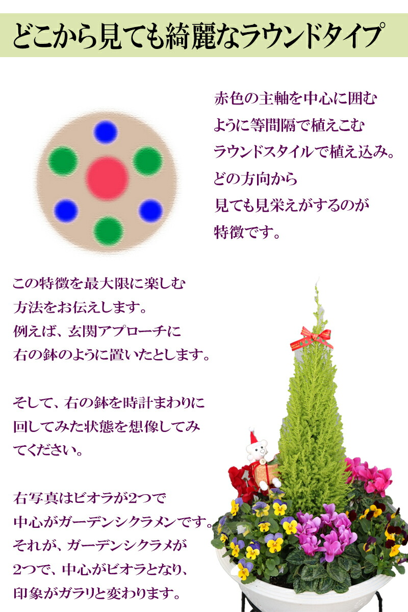 楽天市場 送料無料 北海道と沖縄は除く コニファー ガーデンシクラメン ビオラの存在感ある寄せ植え クリスマス特別バージョン フラワーアレンジメント 花 冬向き 軒下玄関 お歳暮 お祝い プレゼント 耐寒性 当店オリジナル 管理説明書付 ボリューム感